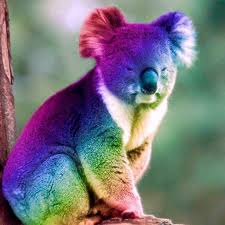 Maria Mercedes Koala Bear Koala Animals