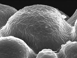 Image result for Chlorophytum calyptrocarpum