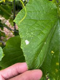Image result for thrips damage on cucumber