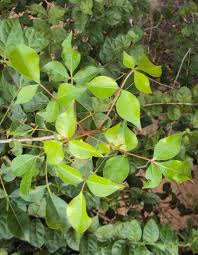 Image result for Commiphora kua