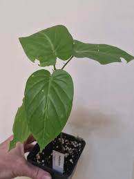 Image result for Passiflora ligularis