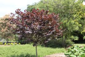 Check spelling or type a new query. Acer Palmatum Red Emperor