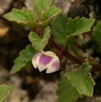 Image result for Stemodiopsis buchananii