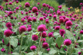 Gomphrena Globe Amaranth Drought Resistant Plants Flower Seeds Packets
