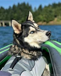Siberianhuskypuppy Siberian Husky Blue Eyed Dog Husky Puppy