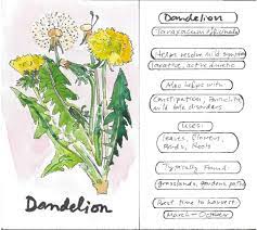 It grows in a tropical climate. The Health Benefits Of Dandelion Healthy Hildegard