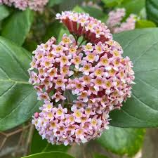 Image result for Rogiera amoena