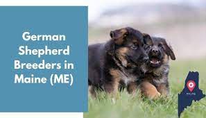 White german shepherd puppies maine. 22 German Shepherd Breeders In Maine Me German Shepherd Puppies For Sale Animalfate