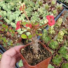 Image result for Euphorbia williamsonii
