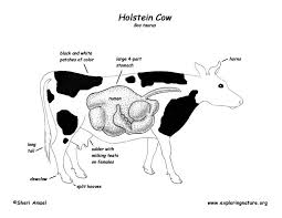 Cow Text written by professor phil hynd, professor emeritus of animal and veterinary sciences. cow