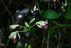 Image result for Vanilla polylepis