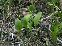 Image result for Ophioglossum reticulatum