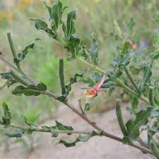 Image result for Oenothera indecora
