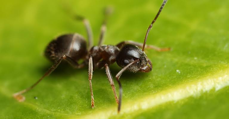 Lasius niger