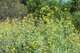 Image result for Verbesina encelioides