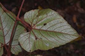 Image result for Ampelocissus multistriata