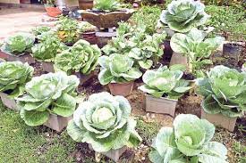 Ram (random access memory) adalah sebuah tipe penyimpanan komputer yang isinya dapat diakses dalam waktu yang tetap tidak memperdulikan letak data tersebut dalam memori. Cara Baja Pokok Dalam Pasu Untuk Yang Baru Belajar Bercucuk Tanam Vanilla Kismis