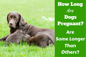 It's important to understand this aspect of your pup's reproductive behavior. How Long Are Dogs Pregnant What S The Canine Gestation Period