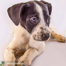 pin auf adoptanocompres