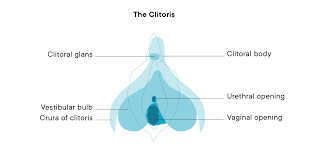 — brian s., 27, richmond, virginia. Clitoris Female Pleasure Anatomy Diagram Definition Location Of The Clit