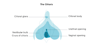 Girls virginia body part actually showing. Clitoris Female Pleasure Anatomy Diagram Definition Location Of The Clit