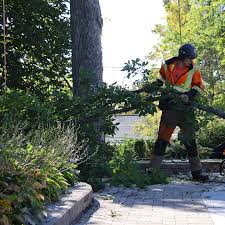 Tree removal in confined spaces is our specialty. Working around hard  landscaping, flowerbeds, hedges and a beautiful backyard pool was no  problem for Stuart, Reilly, and Macallister. #treeremoval #treeservice  #treeclimber #localbusiness #since1997 #