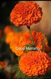 Pin By B K Nagar On Morning Good Morning Quotes Morning Quotes Good Morning