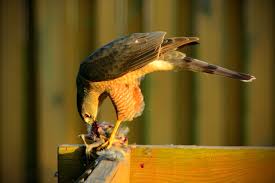 Profile for Blane Kusterle Photography