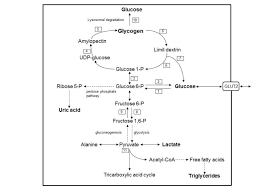 The classification of hypoglycemia into grades in ademolus classification of hypoglycemia. Metabolic Glycogen Disorders Cancer Therapy Advisor