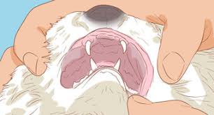 How to brush cats teeth wikihow. How To Clean A Cat S Teeth With Pictures Wikihow