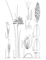Image result for Cyperus pectinatus