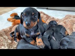 Loulou Friends Youtube Dachshund Puppies Puppies Dachshund