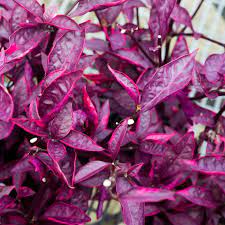 Loves humidity and is heat tolerant. Alternanthera Red