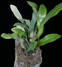 Image result for Pyrrosia