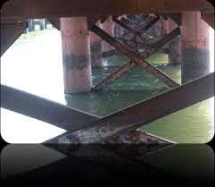 Image result for Crotalaria namuliensis