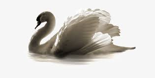 Swan Png Transparent Swans Image Png Transparent Png 640x355 Free Download On Nicepng