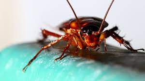A contract pest control operator (pco). Common Pests Found In Food Processing Facilities Terminix