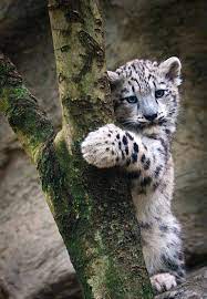 Baby White Tiger Cute Animals Cute Baby Animals Animals Wild