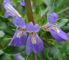 Image result for Hygrophila schulli