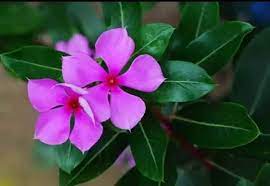 Different types of flowers with names in india. What Is The Name Of The Common Purple Flower With 5 Petals India Quora