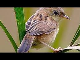 Download lagu burung cici padi mp3 dan video klip mp4 (4.22 mb) gudanglagu. Kicau Burung Cici Padi Gacor Cocok Untuk Masteran Dan Suara Pikat Youtube