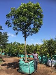 Image result for Harpephyllum afrum