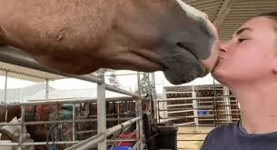 A trial and a happy ending for a neglected horse
