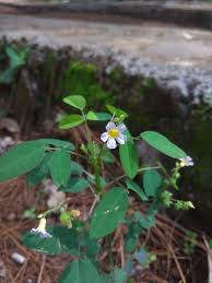 Demi kedaulatan nusa dan bangsa, lahirlah wawasan pembangunan negara Gunung Ciremai Sst Inilah Rahasia Khasiat Calincing Facebook