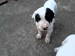 Rumble — young energetic puppy, bully kutta. Bully Kutta Puppies