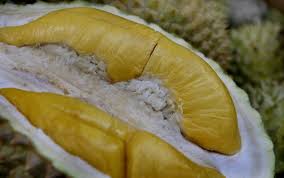 Musang king is the most sought after and expensive durian variety due to its appealing texture and flavour. Hail The King Of Fruit 10 Types Of Durians From Malaysia Singapore News Top Stories The Straits Times