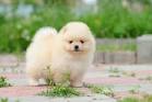 Pomeranian Puppies for Sale | PuppySpot