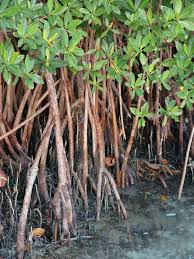 Image result for Rhizophoraceae