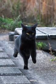 If A Black Cat Crosses Your Path It S A Sign The Animal Is Going Somewhere Groucho Marx Cats Black Cat Kittens