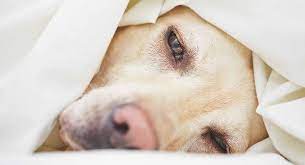 The american veterinary medical association (avma) reports that one in four dogs will develop cancer at some time in their life and that 50% of pets over the age of 10 will develop cancer. Signs Of Cancer In Dogs A Vet S Guide To The Symptoms Of Canine Cancer
